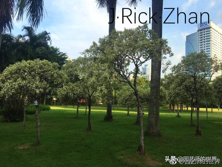 怎么种植草坪不长杂草,如何养好草坪