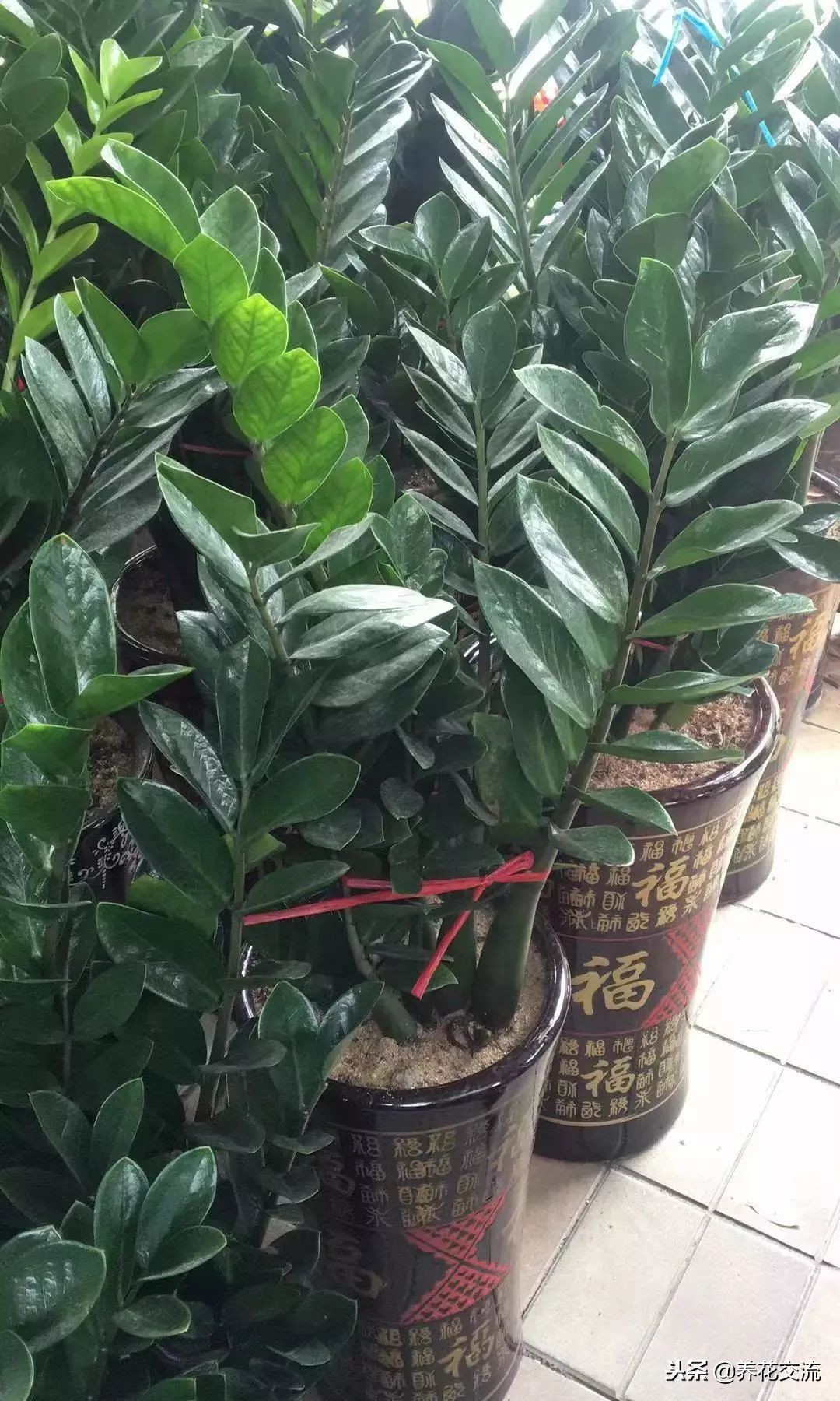 耐阴又耐旱的好养花草,种植什么能遮阴