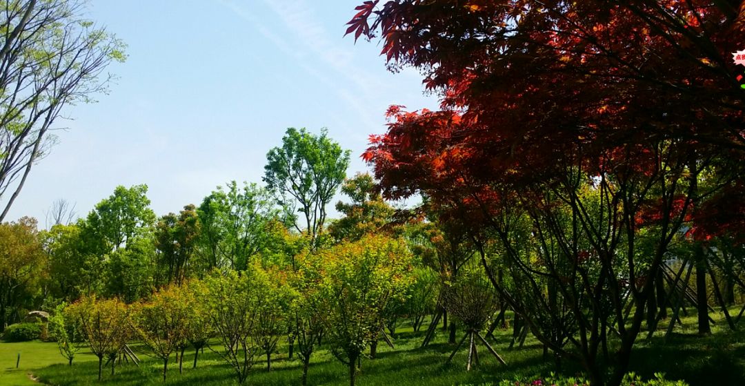 武汉市最热门的春游景点,2022武汉春游好去处