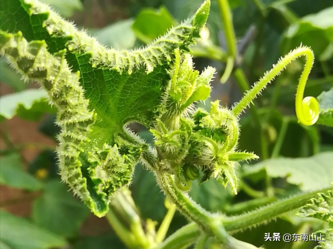 钙元素的性质,钙元素和微量元素分别是什么