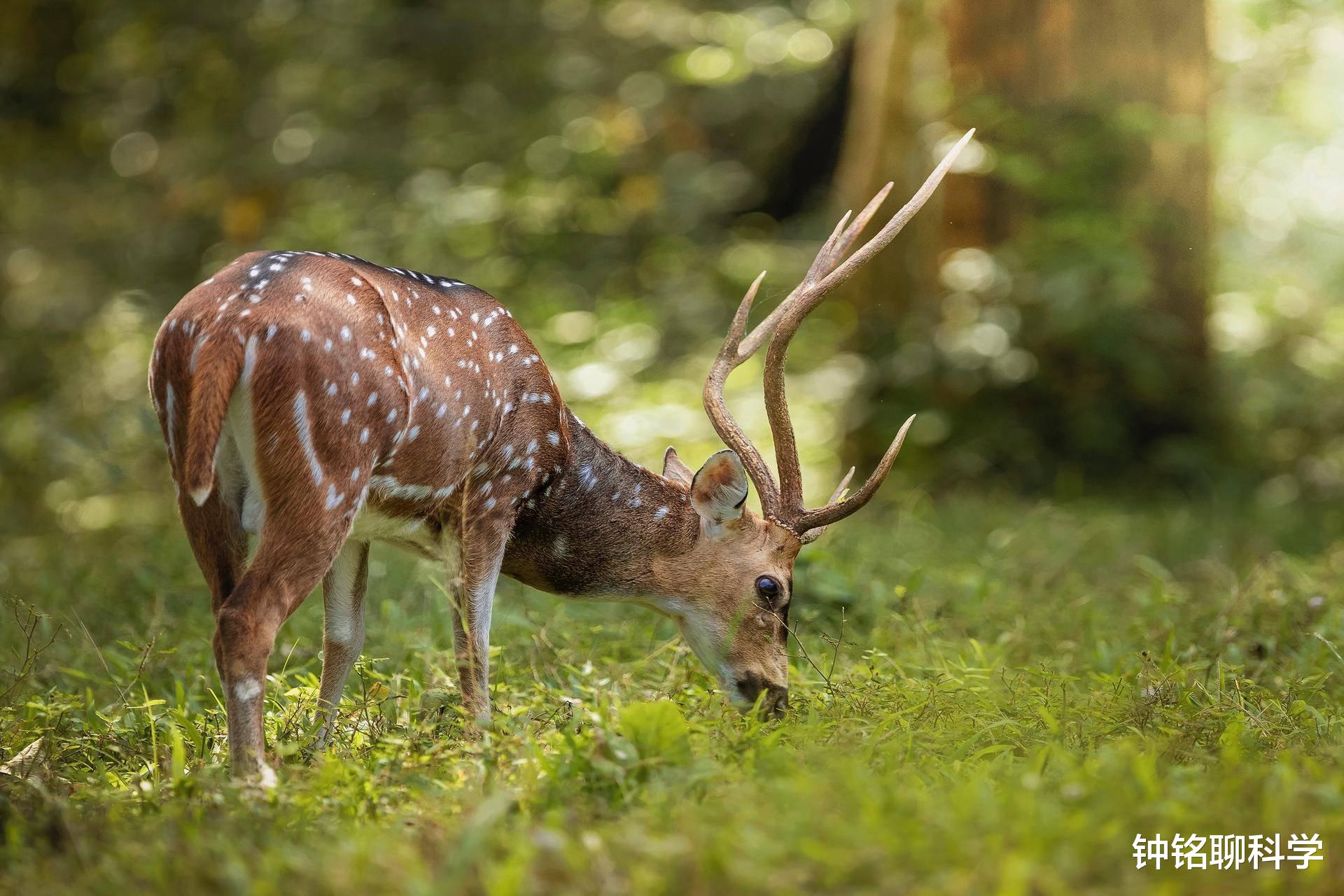 鹿茸养生小知识,鹿茸基本常识介绍