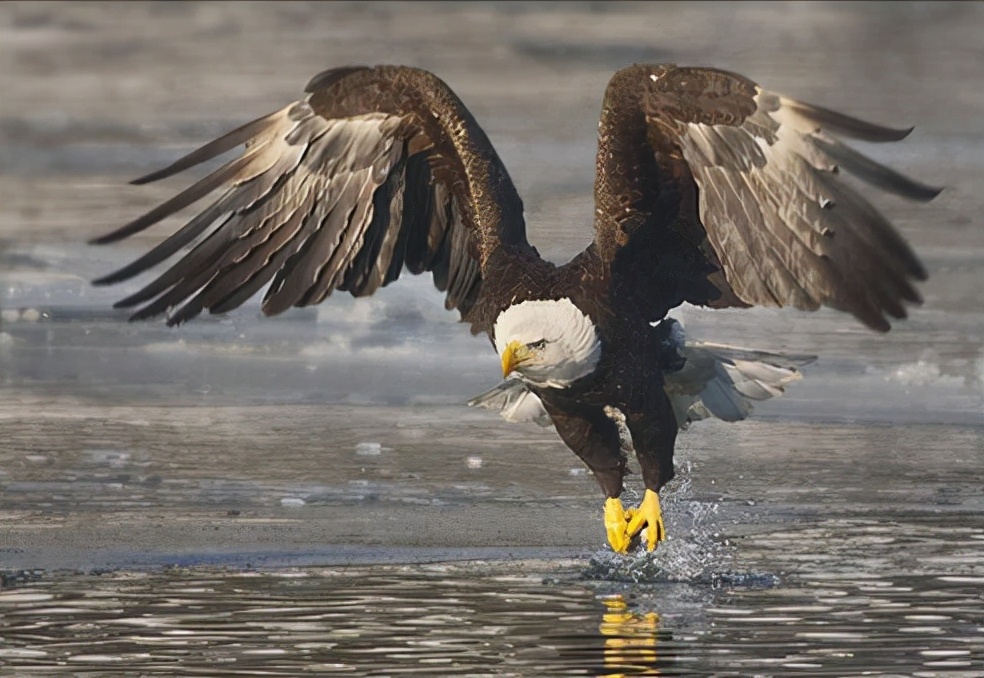 东江揽胜,惠州淡水常见鸟类图谱