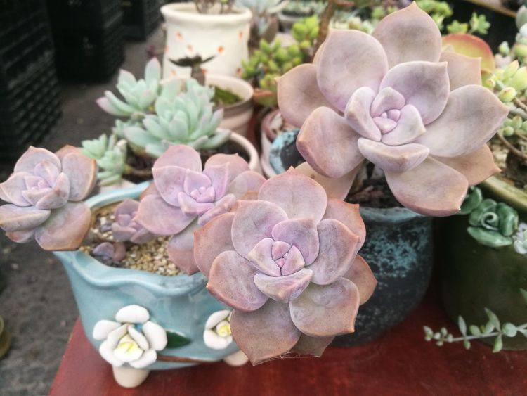 误打误撞的多肉情缘,带我走进多肉小世界!