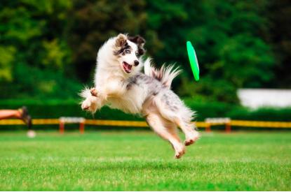 上班族养狗正确方法,上班族怎么养刚满月的狗