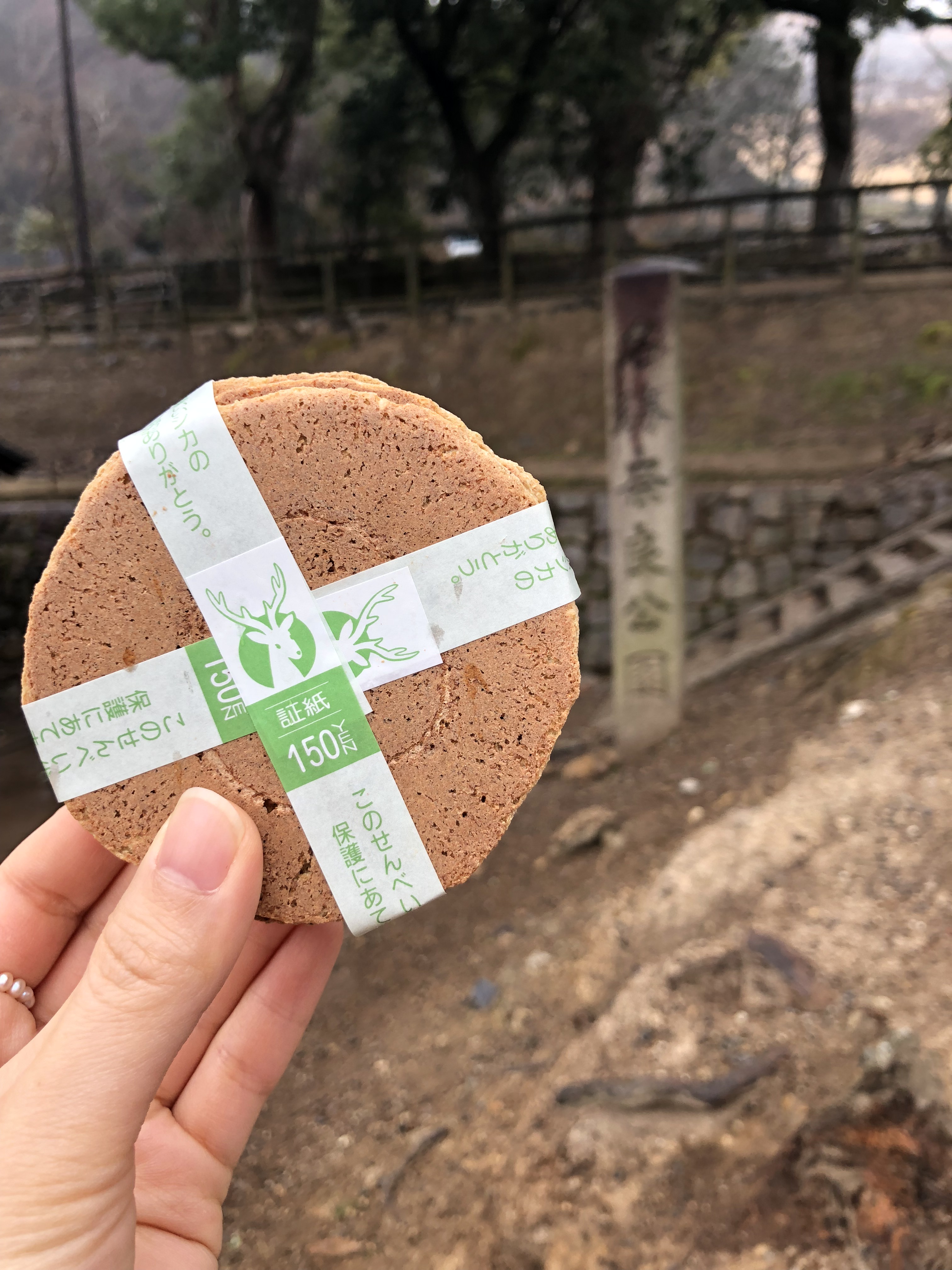 奈良公园小神鹿,日本奈良公园遇见“神鹿”