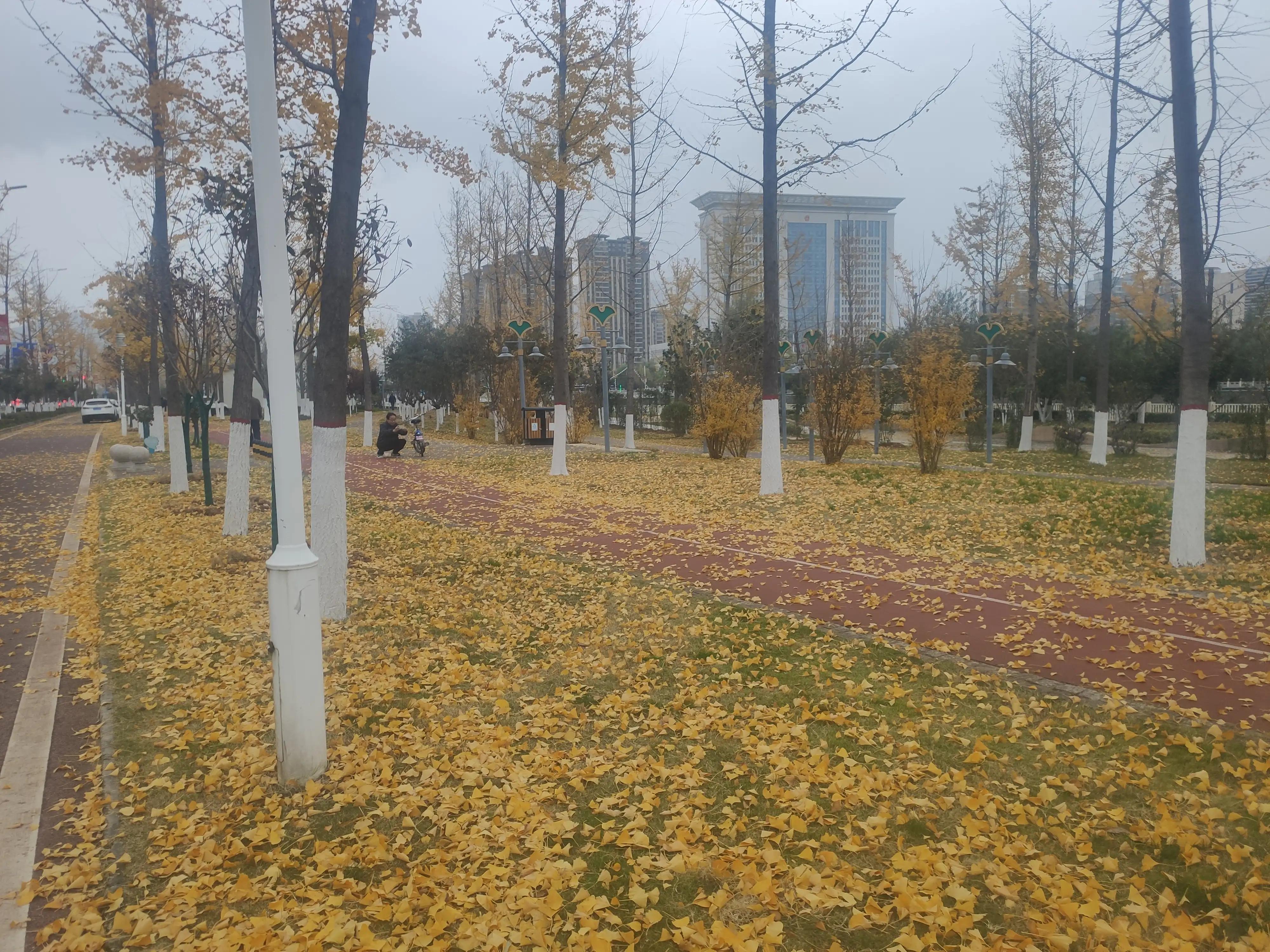 落叶西风,落叶西风知乎