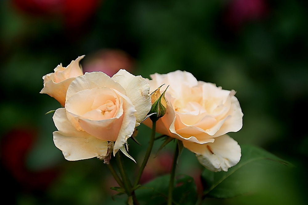 五月赏百合花,半音阶口琴独奏萨克斯版茉莉花