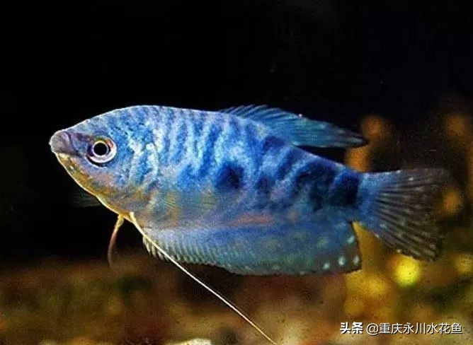 十大最好看的观赏鱼,观赏鱼100种形态