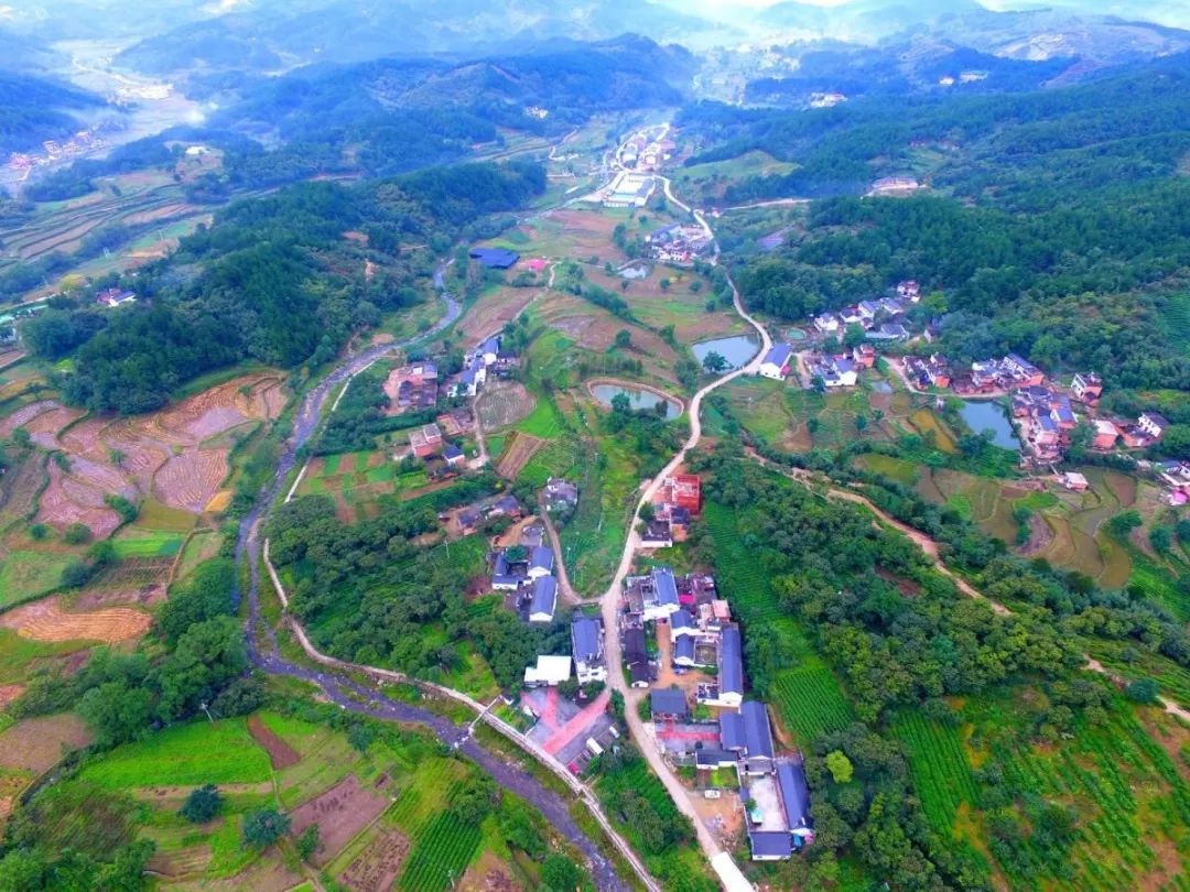 【媒体看商城】汪岗镇:″三季茶的致富经