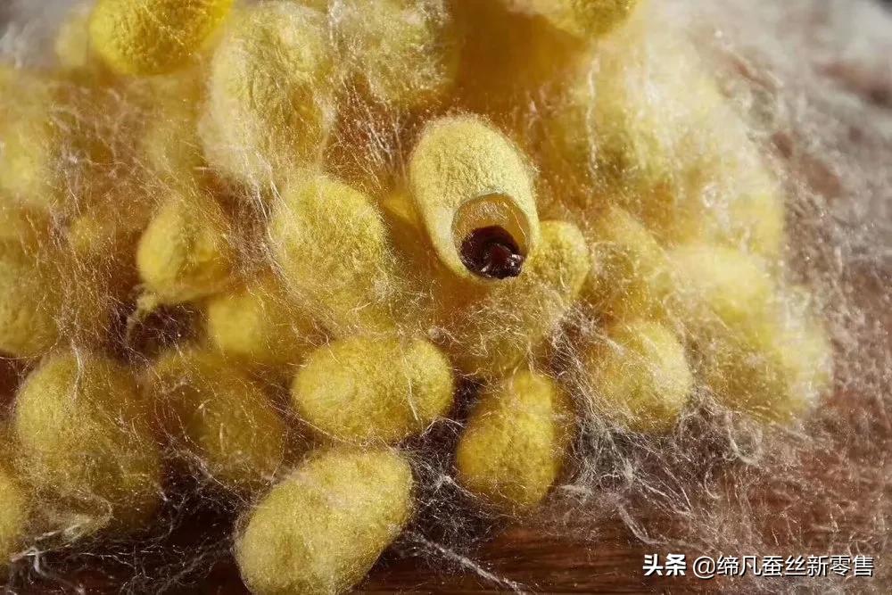 蚕丝知识大全,优质蚕丝薄茧丝