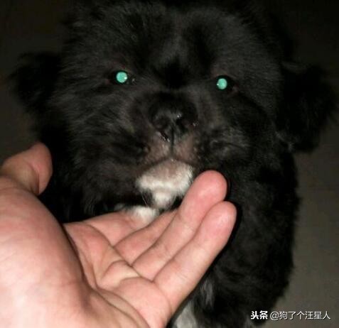 松狮犬优点和缺点分析图,松狮犬最怕什么