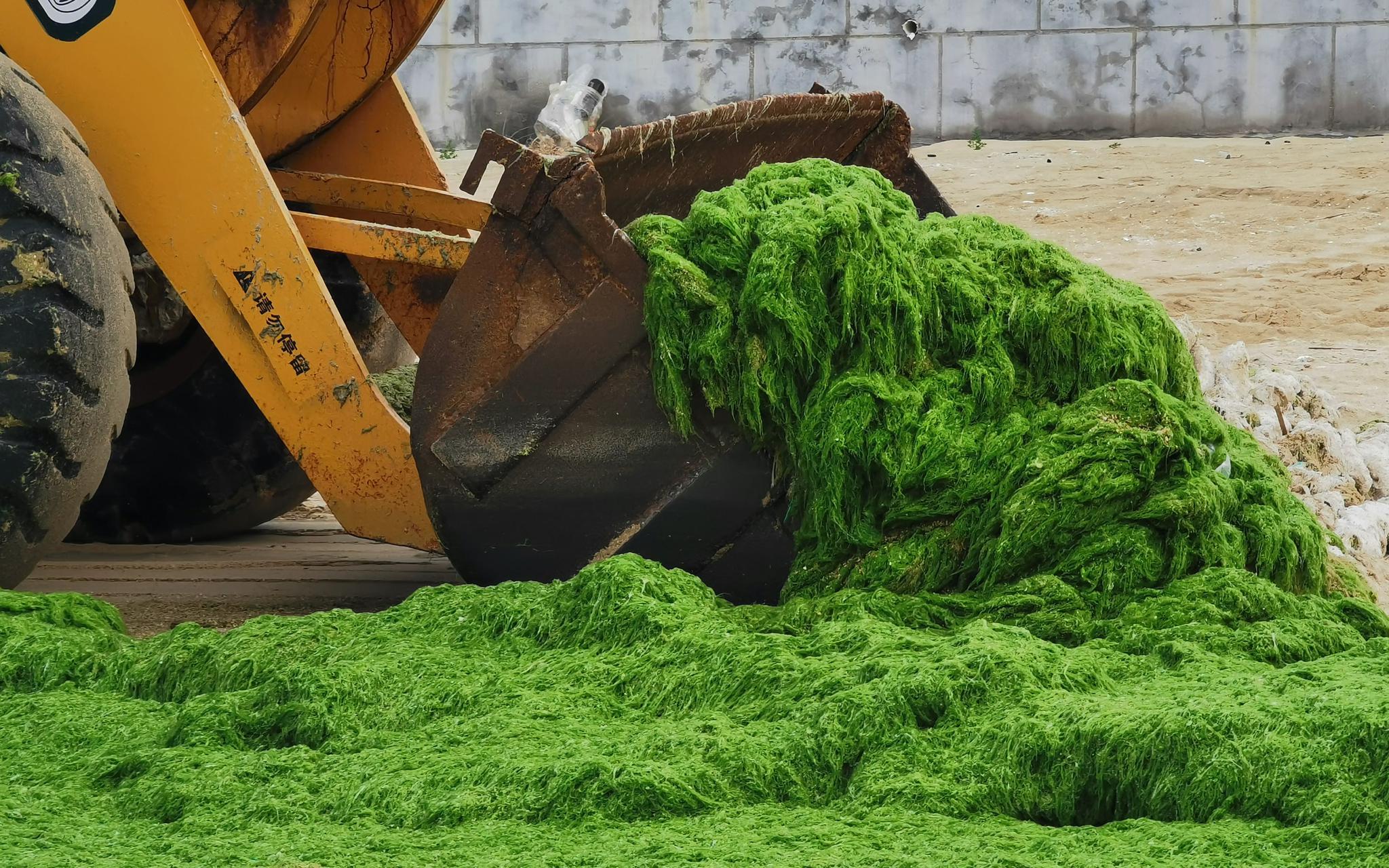 为什么突然这么多浒苔,浒苔入侵的危害