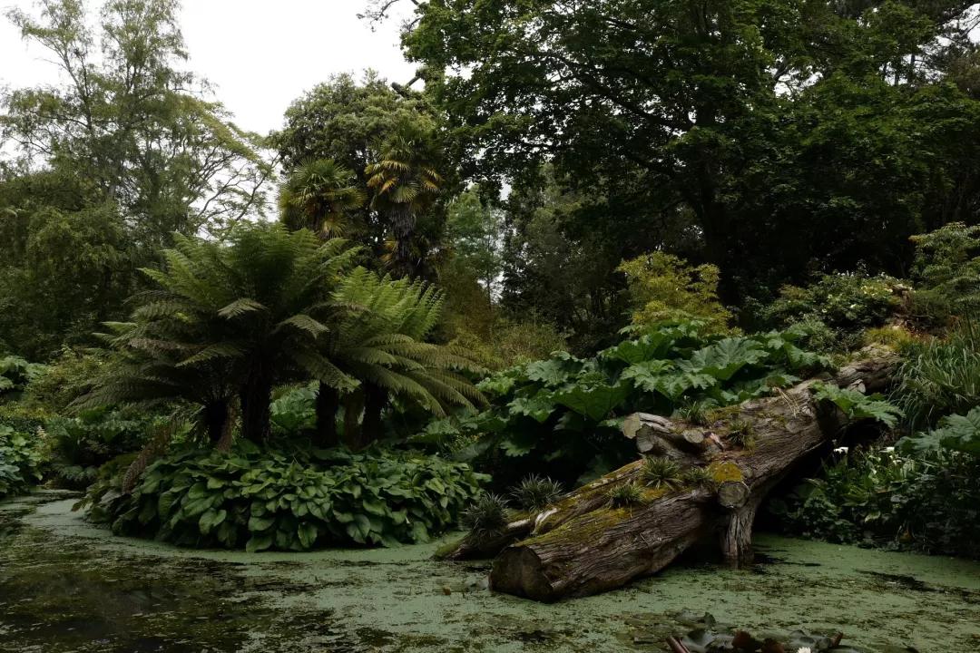 建一座完全不打药的生态花园,所有生命在这里和谐共处,值得收藏