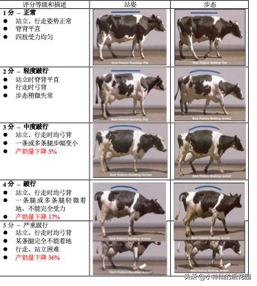 牛蹄疣的发病原因,牛蹄长疣后修复