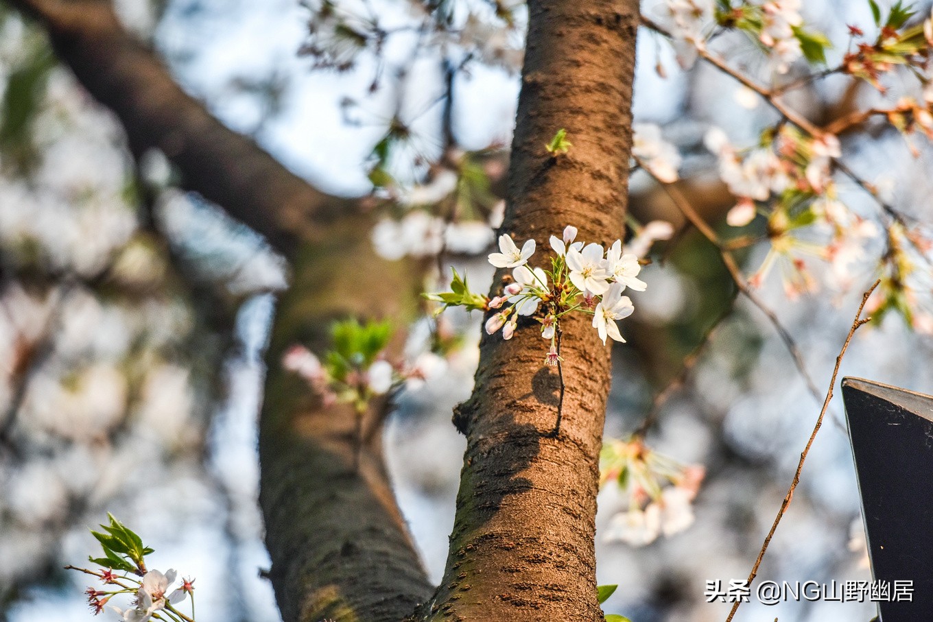 最美南京鸡鸣寺,春天南京鸡鸣寺樱花
