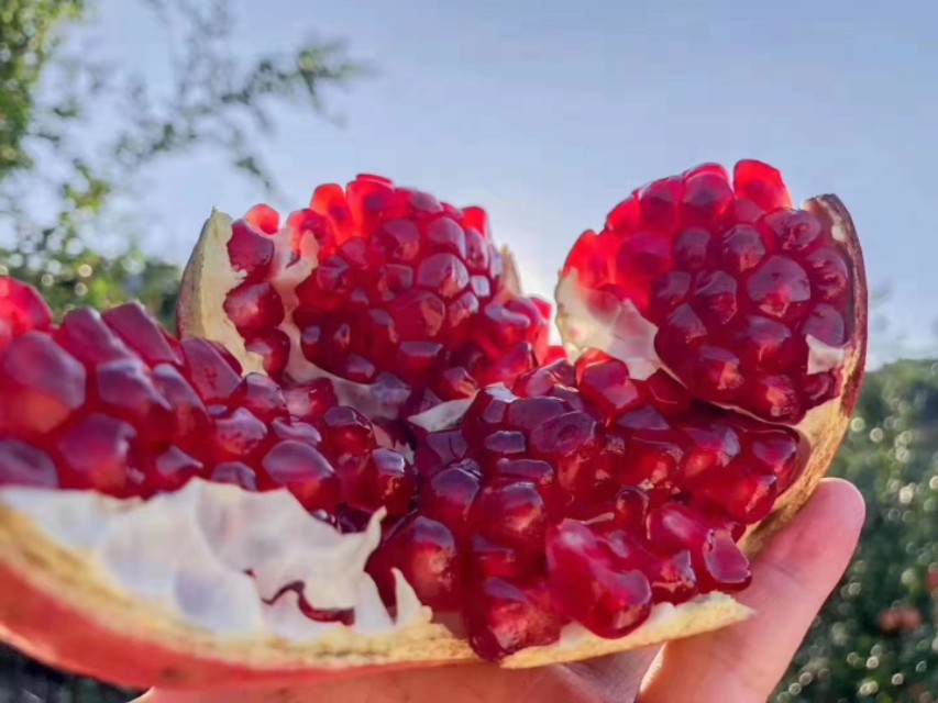 哪里有软籽石榴苗出售,无籽石榴苗去哪里购买