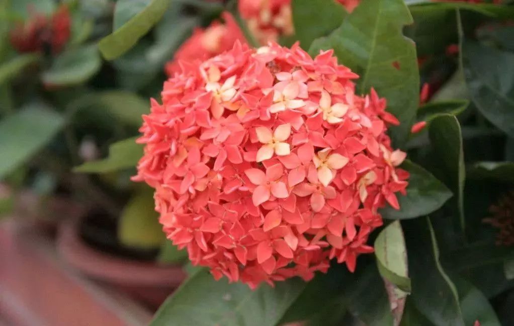 世界地图及各国国花,世界各国的国花完整版