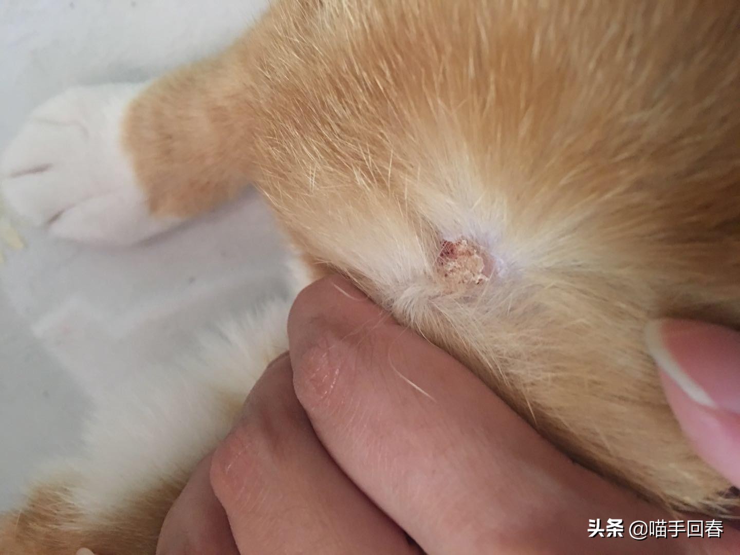 猫咪头部红肿鼻腔出血,猫咪头部结痂掉毛怎么办