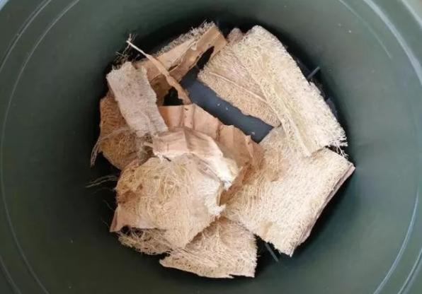 丝瓜养花,老丝瓜有什么用