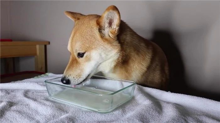 狗狗可以喝只有生牛乳的牛奶吗,幼狗狗可以喝脱脂牛奶吗