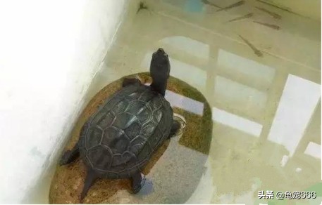 如何预防乌龟身上的细菌感染人,怎样预防乌龟龟甲真菌感染