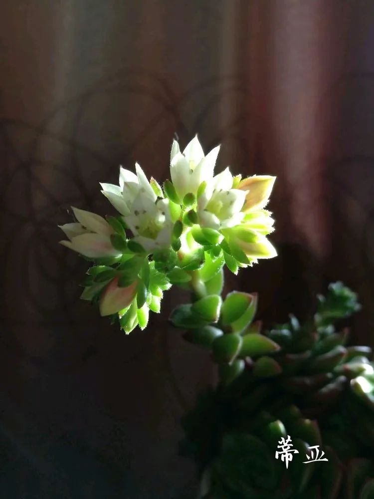 适合从小养到大的多肉,由小到大由浅入深