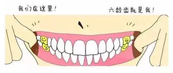 后槽牙的牙齿有点歪可以矫正吗,矫正牙齿过程中牙齿歪了正常吗