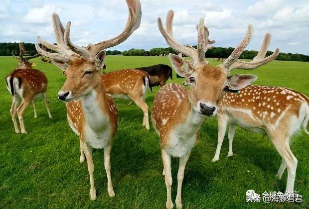 奥克兰旅游必买清单,爱尔兰旅游攻略必备