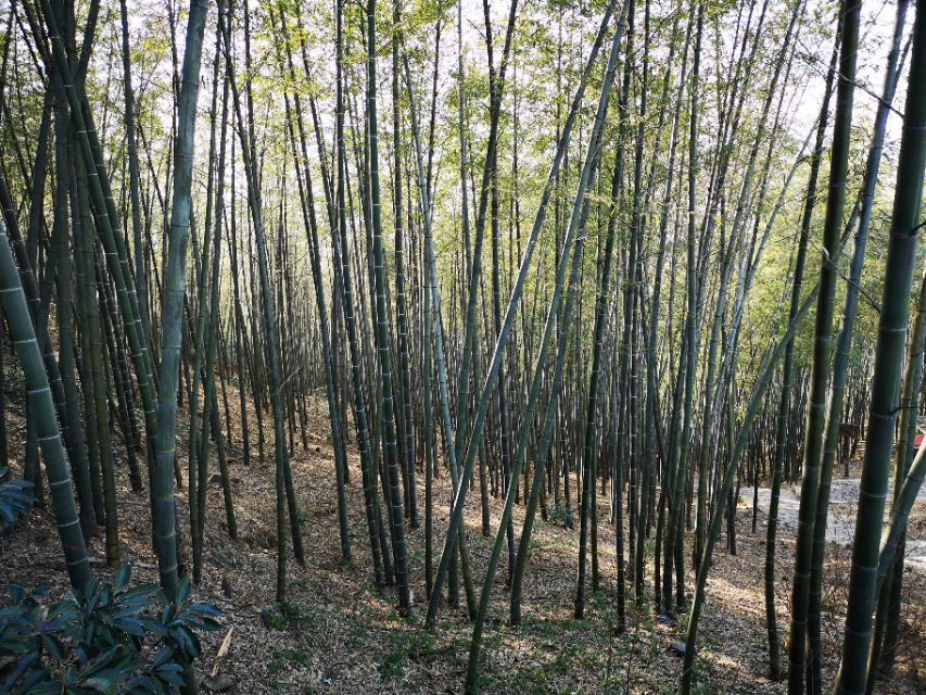 宜兴竹海游和龙背山森林公园游记
