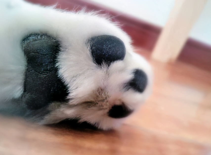 萨摩耶有腥臭味怎么回事,怎么去除萨摩耶身上的味道