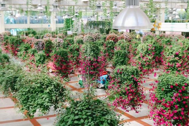 广州南沙百万葵园,广州百万葵园景点图片大全