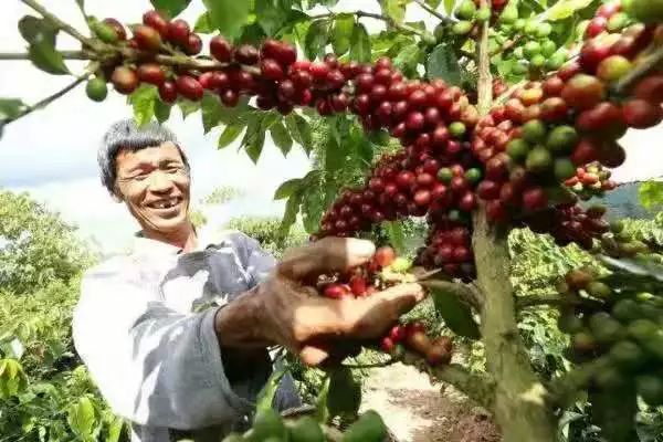 猫屎咖啡真的是用猫屎做的吗,市面上普通的猫屎咖啡是真的吗