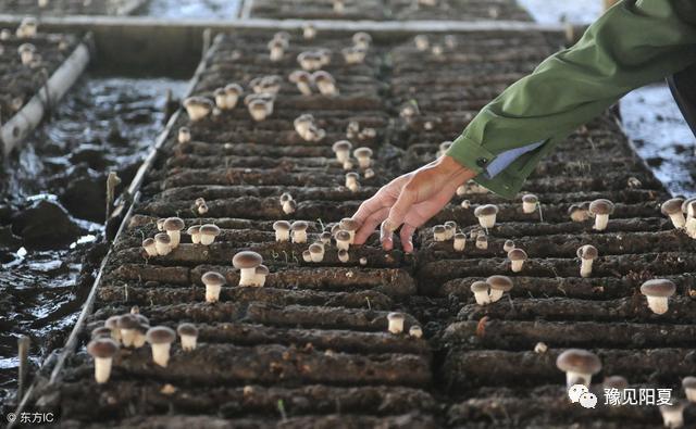 食用菌种植技术视频教程生料栽培,食用菌栽培技术讲解视频教学下载