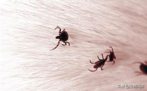 泰迪狗怎样饲养才不容易生病,养宠经验泰迪狗有泪痕怎么处理