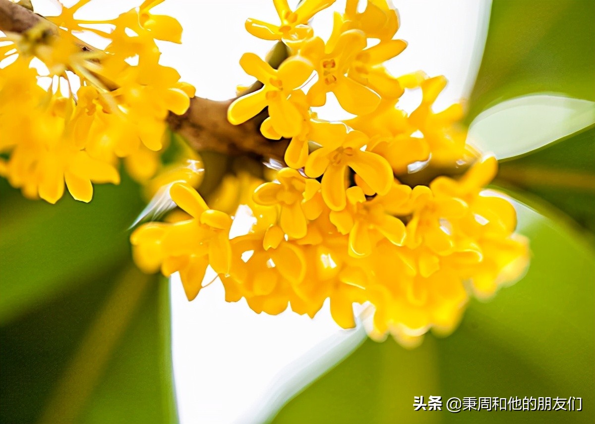 秉周和他的朋友们：八月花令同题诗歌