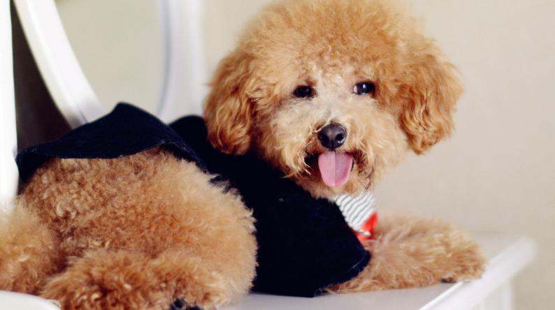 怎么了解泰迪的动作,泰迪的动作表达了什么