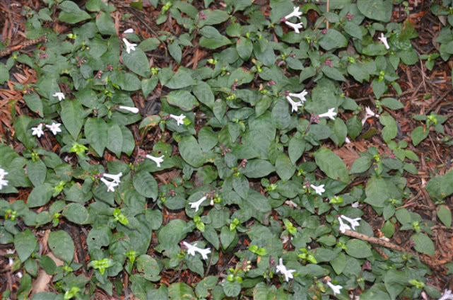 蛇根草有没有毒,蛇根草特色