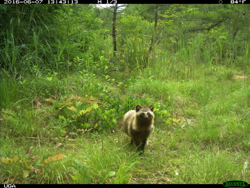 福岛核泄漏引起的癌症,日本福岛核辐射事件