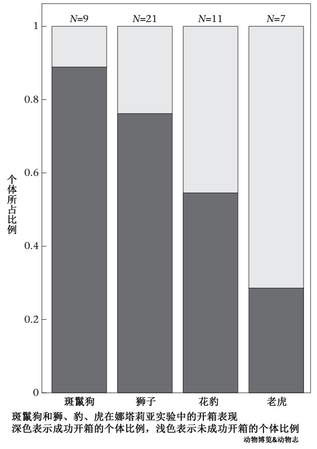 猫科动物辟谣,狮子老虎和猫智力差距