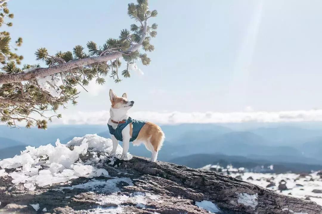 毛孩子低温症,毛孩子怕冷是什么原因