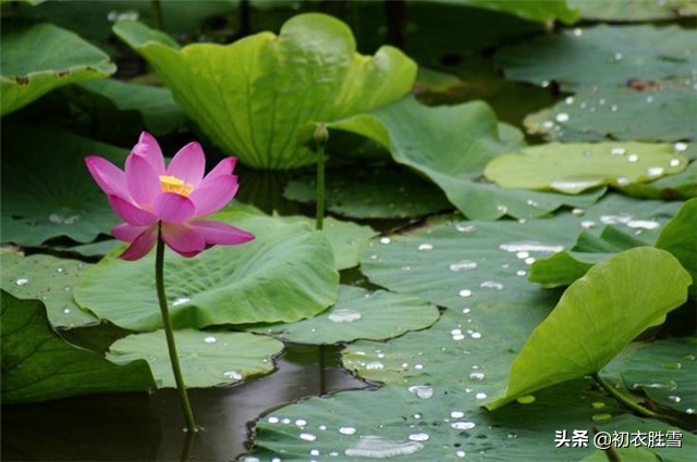 关于荷叶的三首古诗,关于荷叶荷花的古诗有哪些
