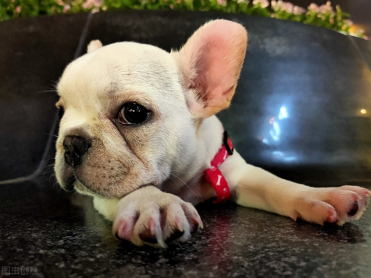 六种最难养的狗狗你遇上了吗,哪些狗狗比较凶猛不建议养