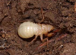 今年知了猴还能吃吗,野生动物保护法知了猴还能吃吗