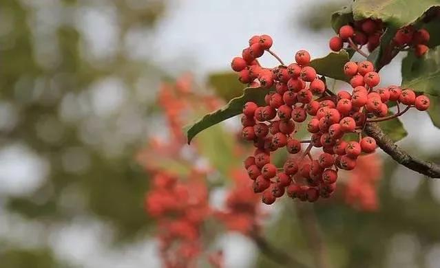 石楠花为什么是生命之花,石楠花是怎样的