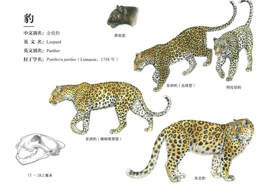 哪种猫最粘人最好养,哪种猫最温顺最粘人还比较便宜