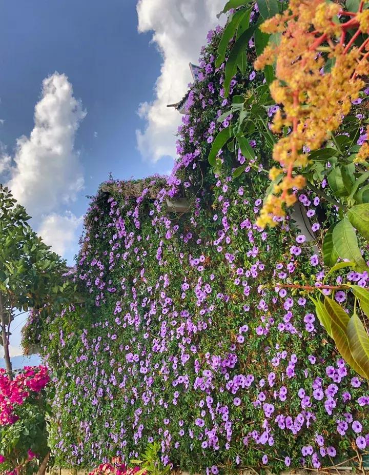 五月份被公认阳台最好养的10种花,喜阴耐旱适合室内养的50种花