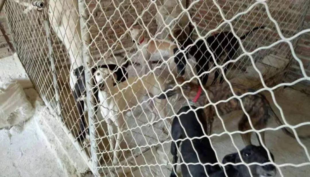 猫狗的养殖环境,宠物饲养内幕