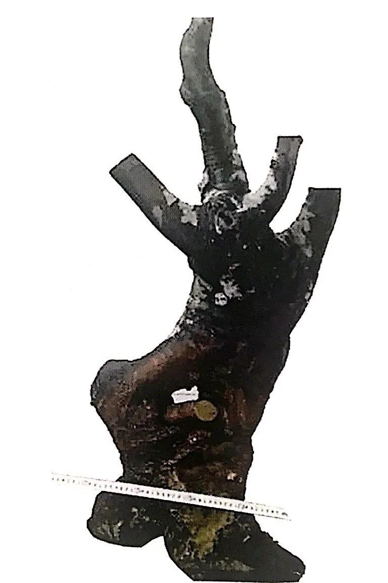 新手榆树盆景造型设计,榆树盆景造型设计教程