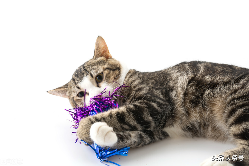 猫和老鼠的故事中文,猫和老鼠追白猫倾家荡产的故事