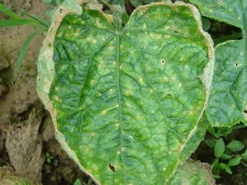 细菌感染治疗不彻底,作物细菌病害用什么药